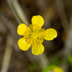 Ranunculus gormanii