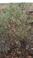 Hermannia hyssopifolia