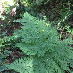 Dryopteris wuzhaohongii