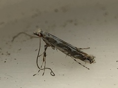 Acrocercops albinatella