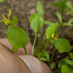 Ranunculus gormanii