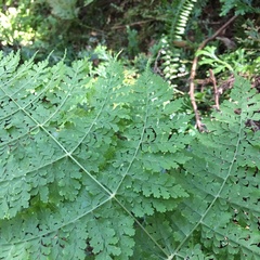 Dryopteris wuzhaohongii