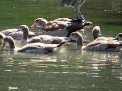 Alopochen aegyptiaca
