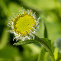 Erigeron aliceae