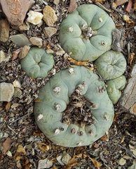 Lophophora diffusa