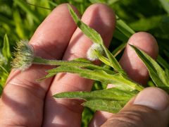 Erigeron aliceae