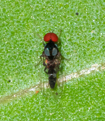 Bertamyia notata