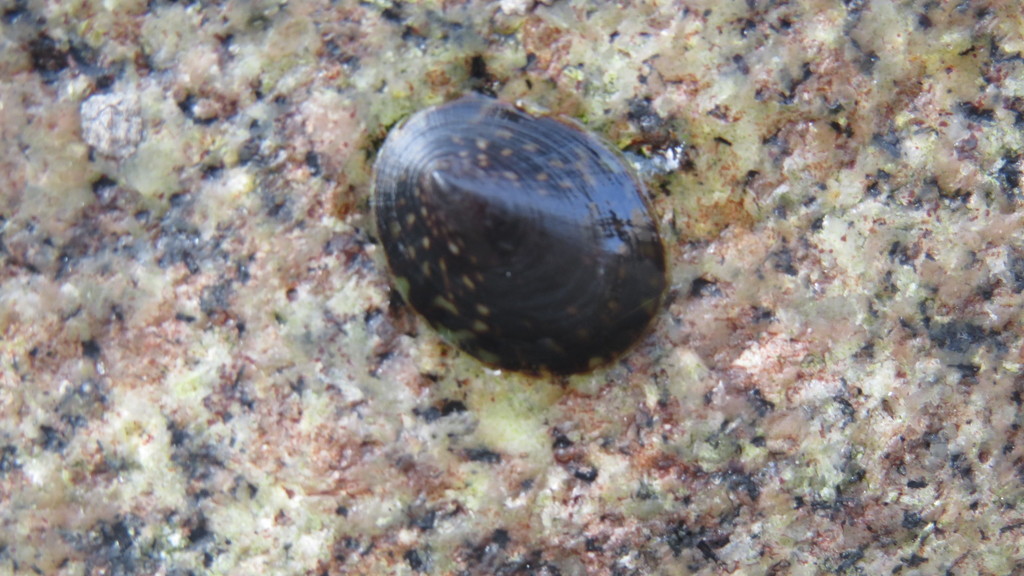Lottia orbignyi