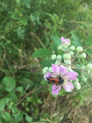 Stictoleptura cordigera