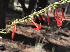 Ipomopsis aggregata formosissima