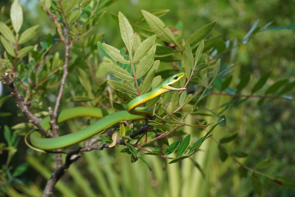 Rough Green Snake (Reptiles of Alabama) · iNaturalist