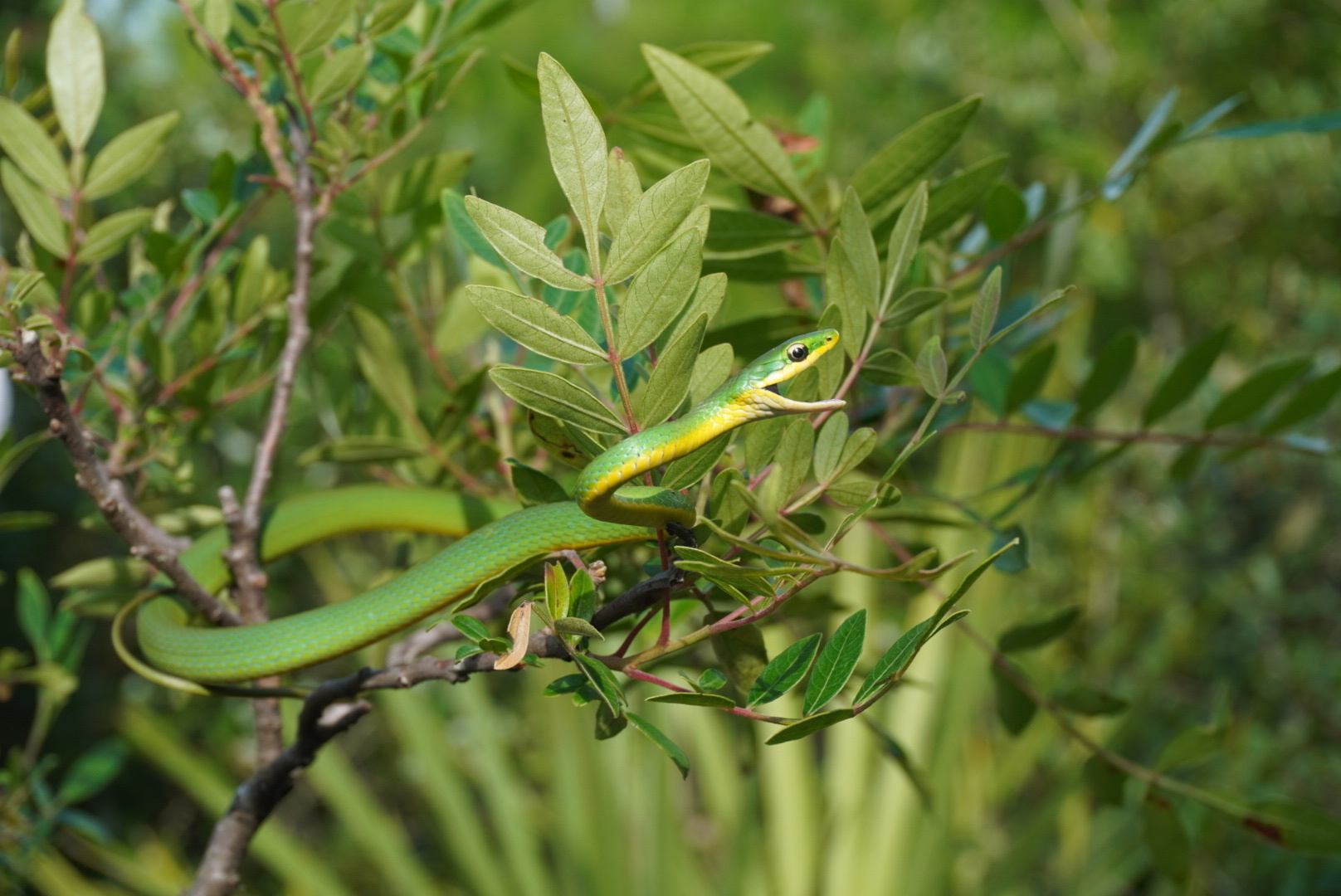 Maryland Biodiversity Project - Rough Greensnake (Opheodrys aestivus)