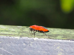 Antilochus nigripes
