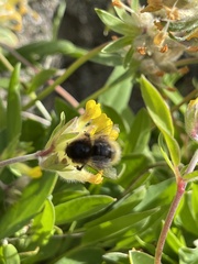 Bombus humilis