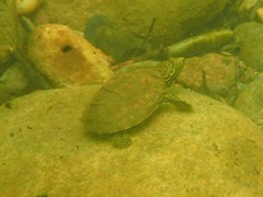 Sternotherus peltifer