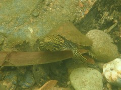 Sternotherus peltifer