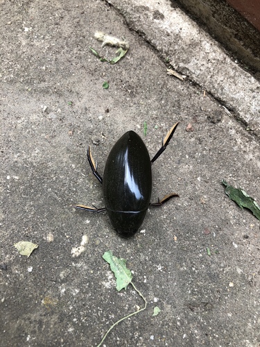 Hydrophilus triangularis