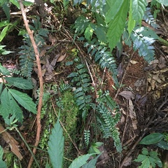 Asplenium cuneatiforme