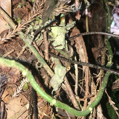 Asplenium cuneatiforme