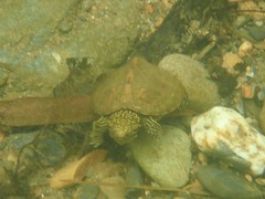 Sternotherus peltifer