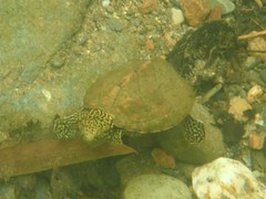Sternotherus peltifer