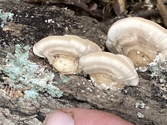 Trametes