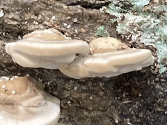 Trametes