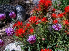 Castilleja applegatei viscida