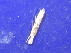 Platytes alpinella