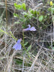 Lobelia brevifolia