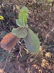 Curatella americana