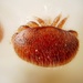 Varroa Mite - Photo (c) Gilles San Martin, some rights reserved (CC BY-SA)