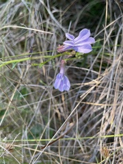 Lobelia brevifolia