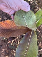 Curatella americana