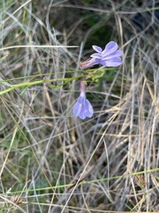 Lobelia brevifolia