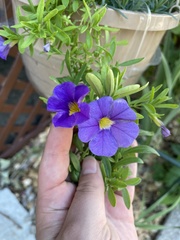 Petunia × atkinsiana