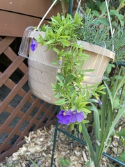 Petunia × atkinsiana