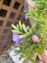 Petunia × atkinsiana