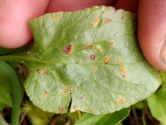 Pucciniastrum pyrolae