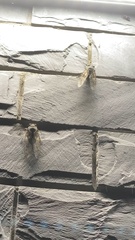 Hyalessa maculaticollis