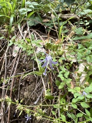 Campanula prenanthoides