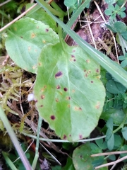 Pucciniastrum pyrolae