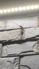 Hyalessa maculaticollis