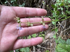 Campanula prenanthoides
