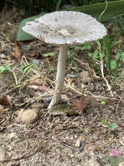 Amanita