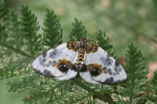 Clouded Magpie, Lisse, Nederland, photo 5 of 10