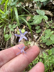 Campanula prenanthoides