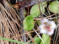 Pucciniastrum pyrolae