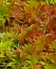 Sphagnum subnitens