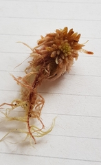 Sphagnum subnitens